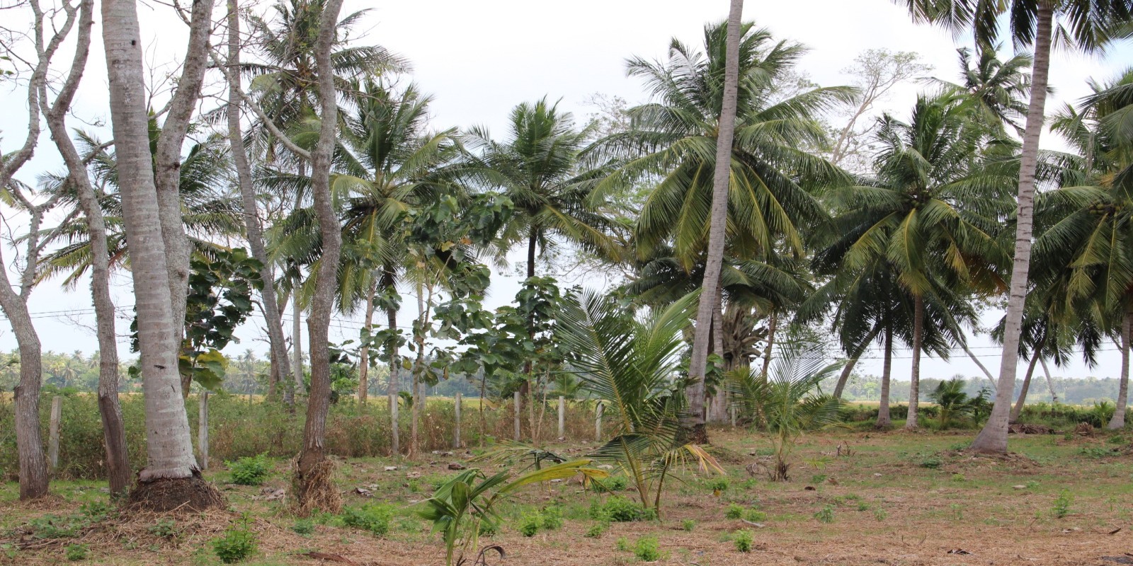 Land for Sale in Ridiyagama Hambantota - Gallery