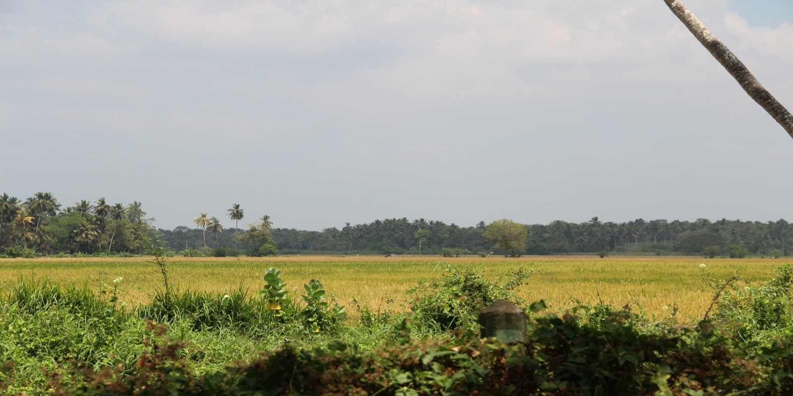 Land for Sale in Ridiyagama Hambantota - Gallery