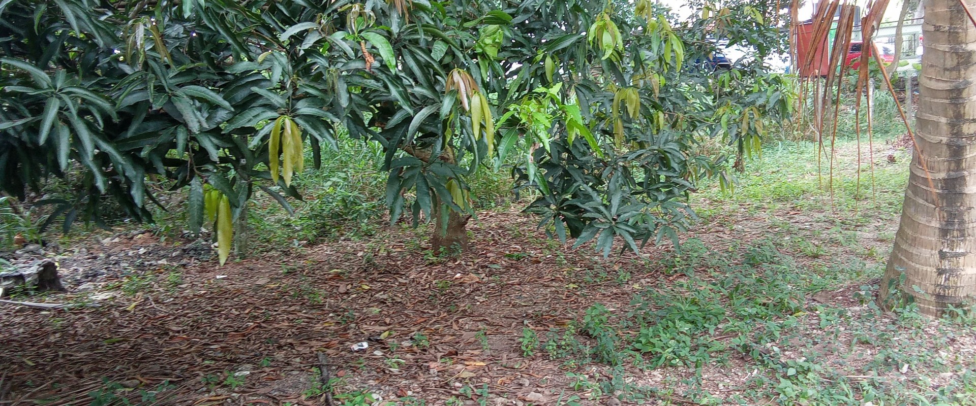 Udahamulla Land for Sale - Gallery
